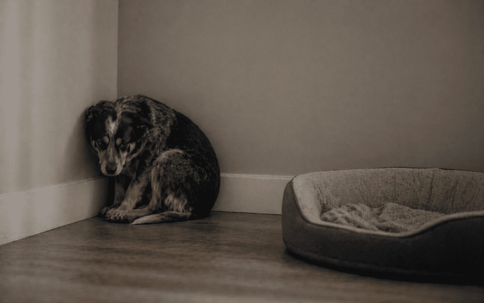 Why Is My Dog Hiding? Common Causes and What to Do 4 Rescue dog hiding showing past trauma and need for behavioral training