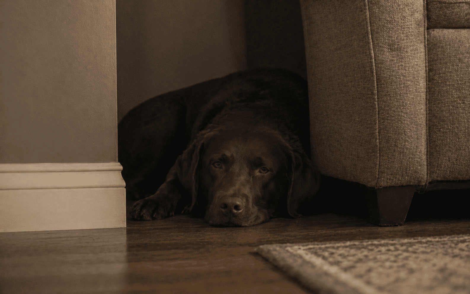 Why Is My Dog Hiding? Common Causes and What to Do 2 Sick dog hiding behind furniture showing signs of illness and pain