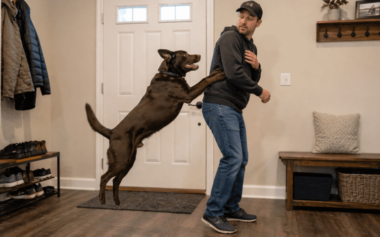 Excited Labrador Retriever jumping up on owner during greeting at home entrance