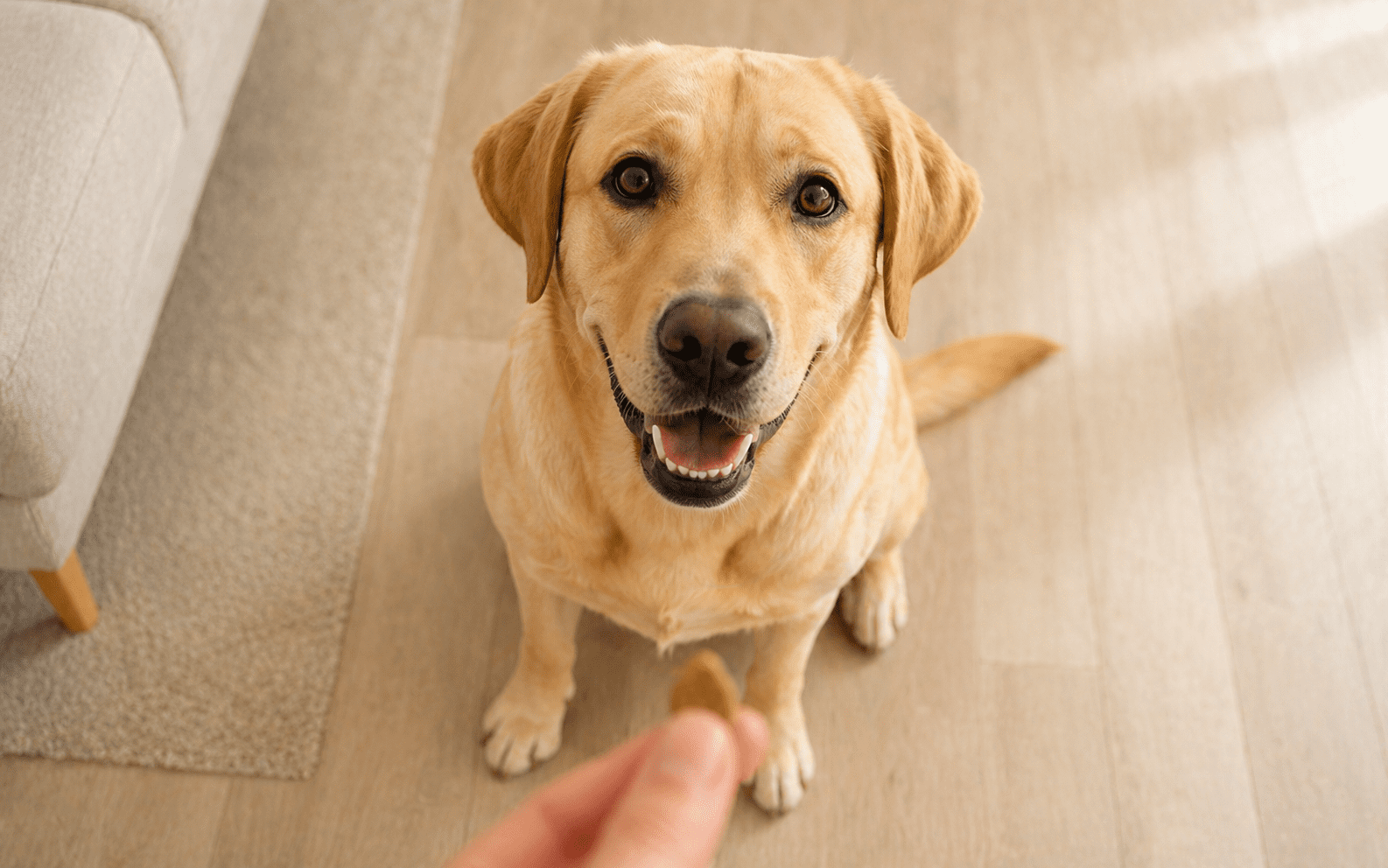 How to Get Your Dog's Attention When Distracted: Fixes That Actually Work 1 A happy yellow Labrador retriever sits on a wooden floor, looking up eagerly at a small treat being held out by a person’s hand.