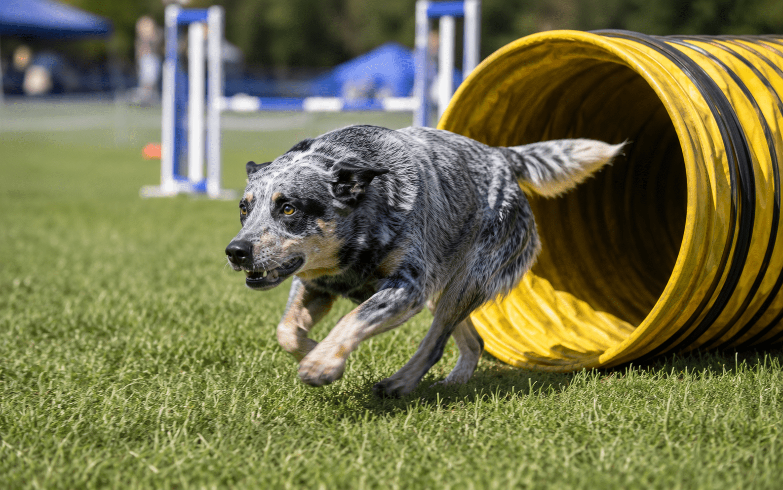 How to Train a Blue Heeler Dog the Right Way 4 A blue heeler dog runs out of a yellow agility tunnel on a grassy field during an outdoor dog agility competition, with blue and white equipment visible in the background.