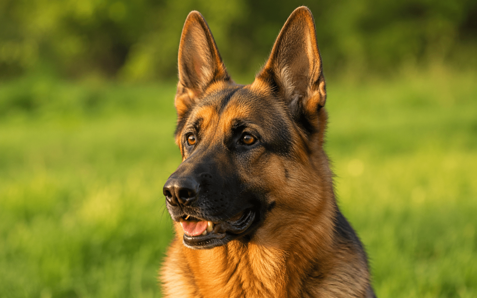 German Shepherd with ears fully upright and forward showing alert dog ear signals
