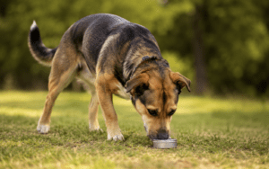 A brown and black dog eats from a small metal bowl on grass in an outdoor setting, enjoying its meal.