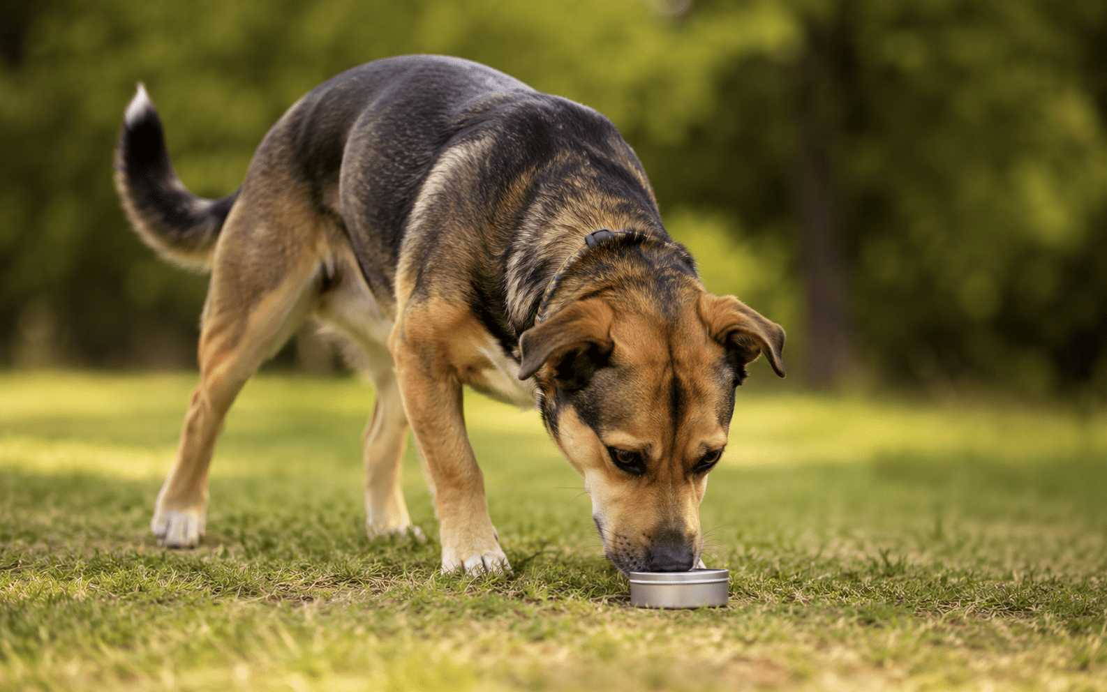 A brown and black dog eats from a small metal bowl on grass in an outdoor setting, enjoying its meal.