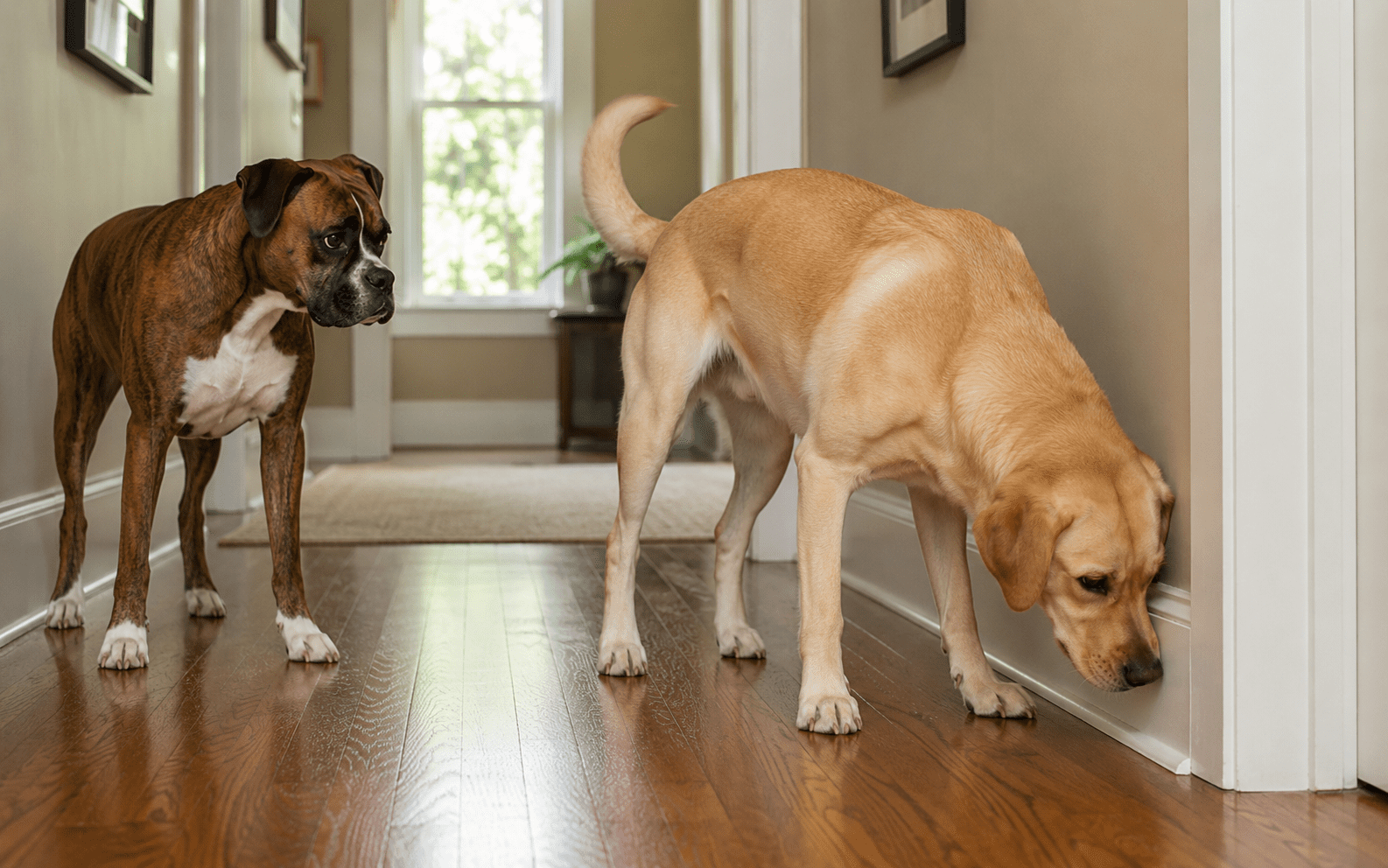 How to Stop a Dog from Marking in the House 4 A brown boxer and a yellow labrador are in a hallway with wooden floors. The labrador is sniffing near the baseboard while the boxer watches curiously. Natural light comes in from a window in the background.