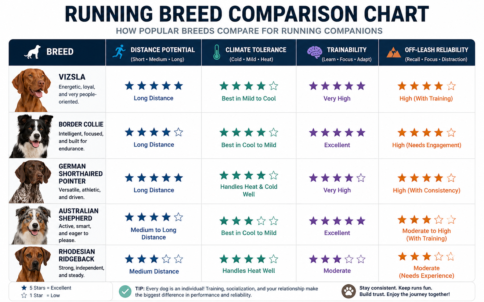 Best Dog Breeds for Running: Top Picks for Every Type of Runner 3 A chart compares five dog breeds—Vizsla, Border Collie, German Shorthaired Pointer, Australian Shepherd, and Rhodesian Ridgeback—on running distance, climate tolerance, energy, and off-leash reliability, using star ratings and icons.