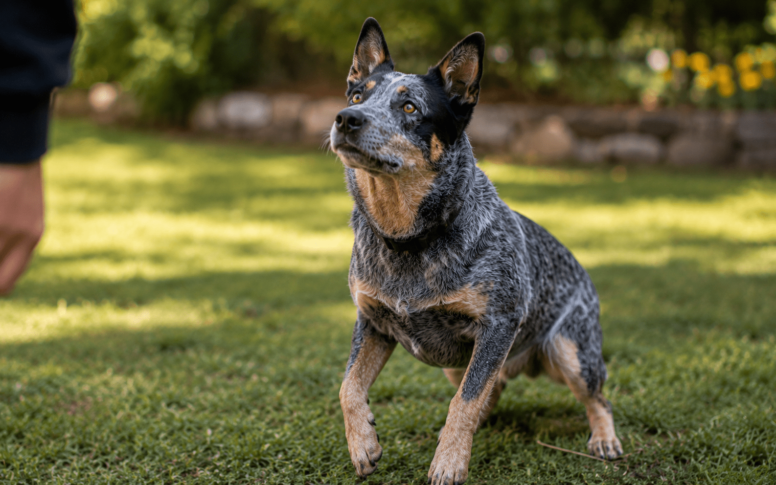 A blue heeler dog crouches on green grass, gazing up at a person whose hand is visible in the photo.