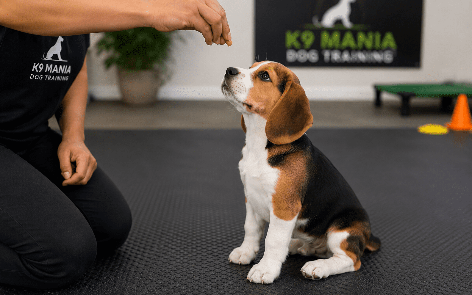 How to Train a Beagle Puppy: Steps, Tips, and What Actually Works 2 Beagle puppy learning the sit command with a trainer