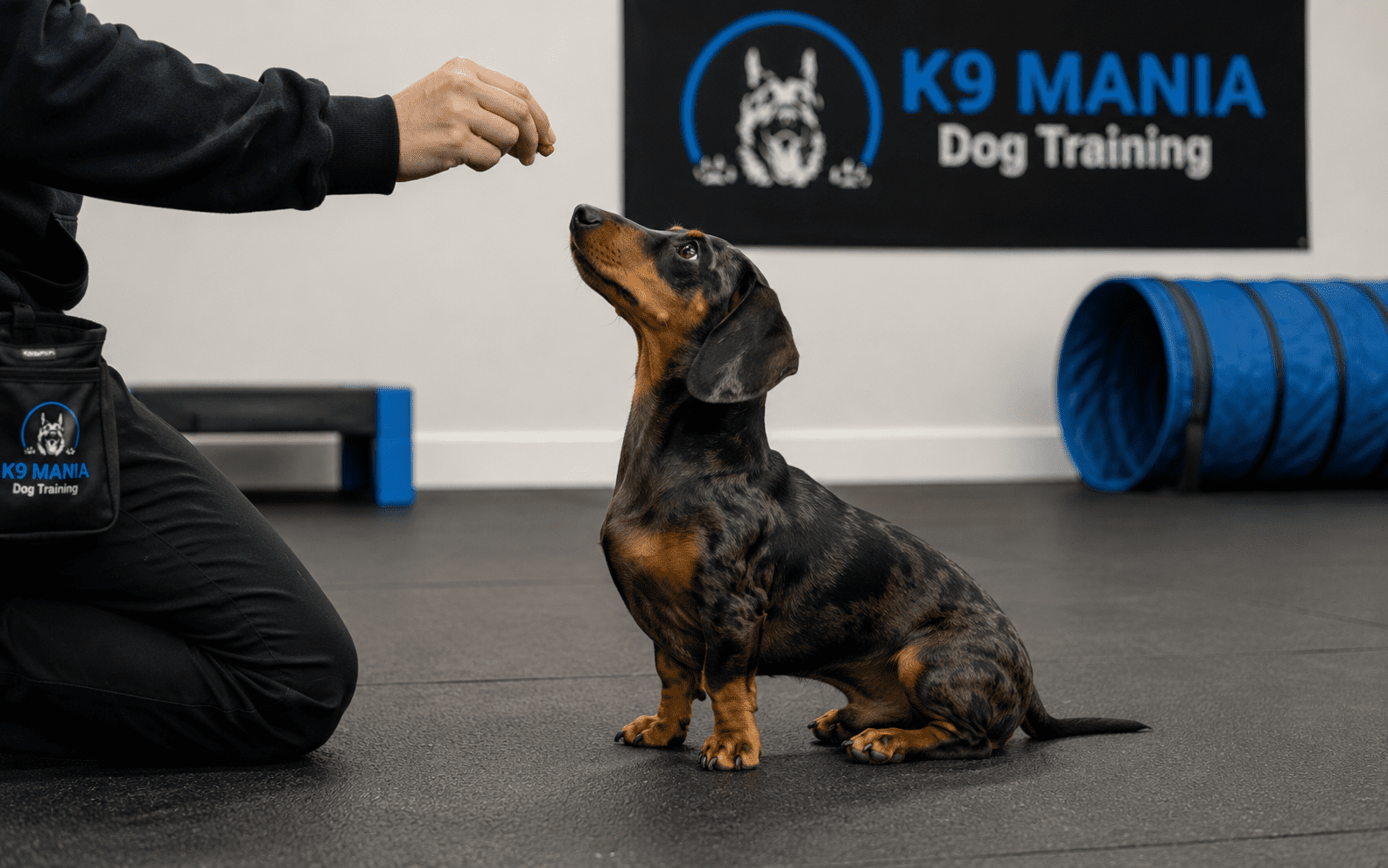 How To Train A Dachshund: A Complete Step-by-Step Guide 2 Dachshund sitting on command while owner holds a training treat
