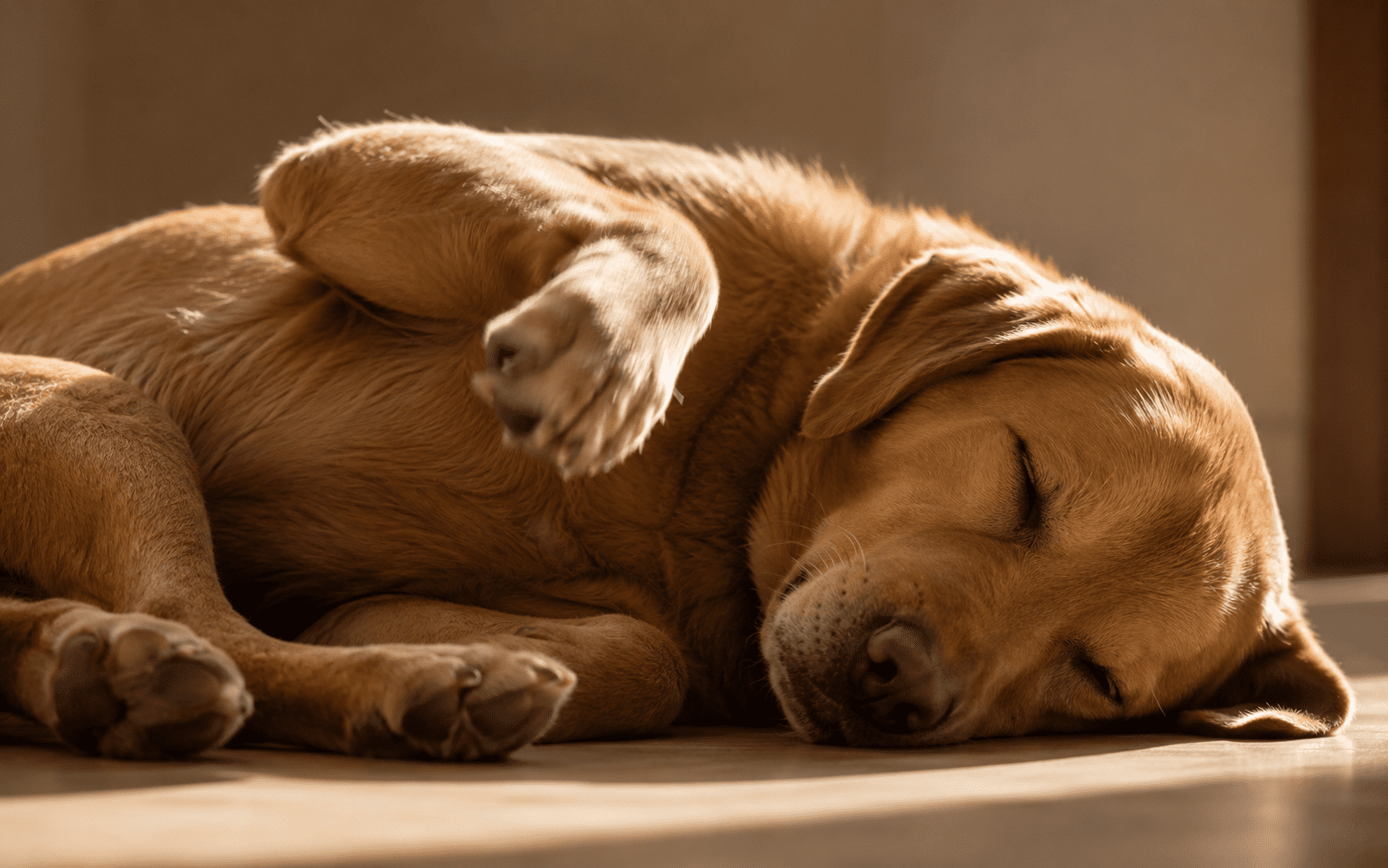 How Dogs Think: What Science Actually Tells Us About the Canine Mind 3 A golden retriever dog sleeps peacefully on its side in a sunlit patch indoors, enjoying the warmth.