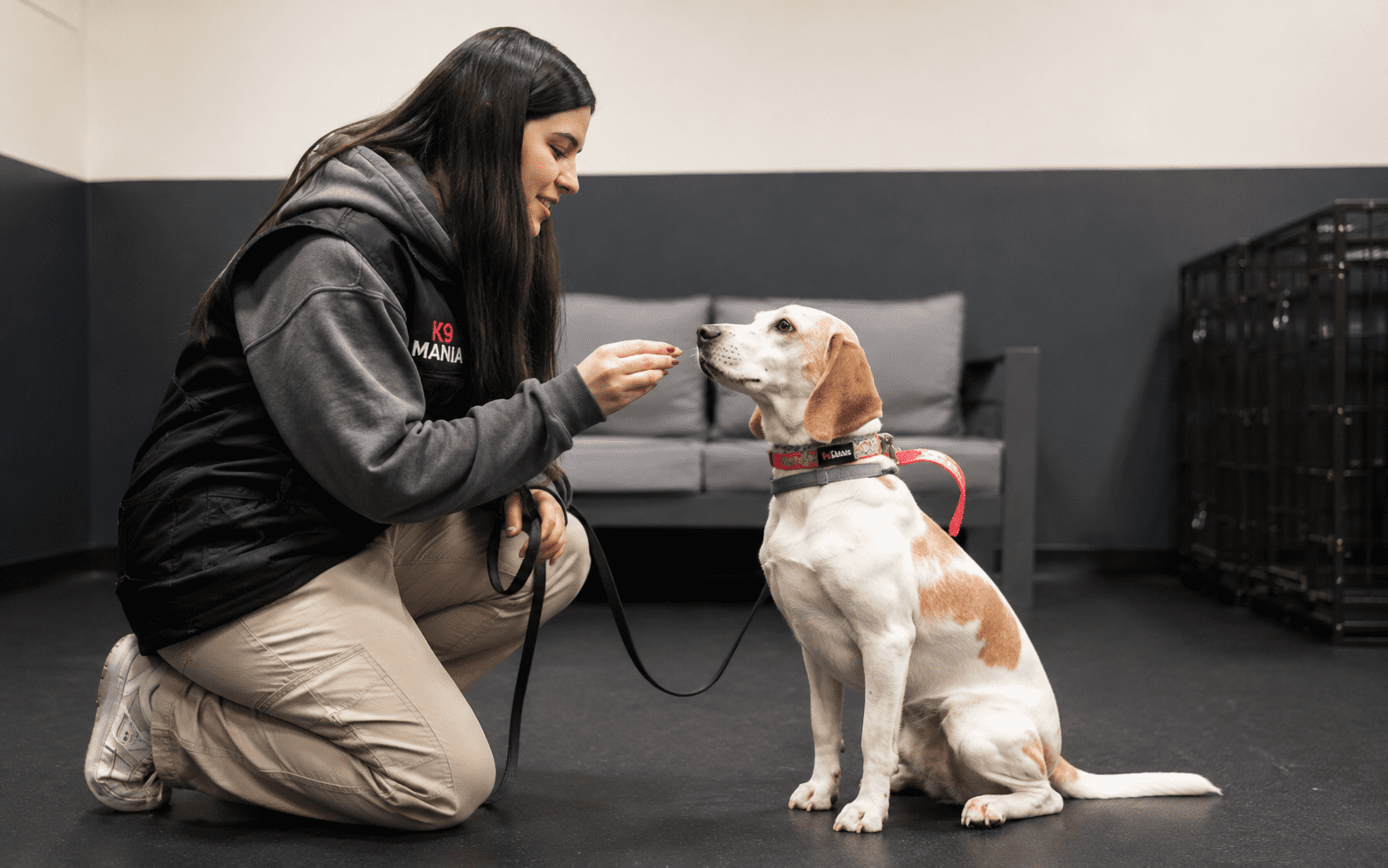 Warning Signs of Aggression in Dogs: What Every Owner Should Know 4 A woman kneels indoors, training her beagle dog by offering a treat while holding the leash.