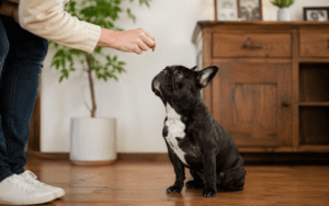 A French Bulldog sitting attentively in a bright indoor space, looking up at its owner mid-training session, treat visible in owner's hand