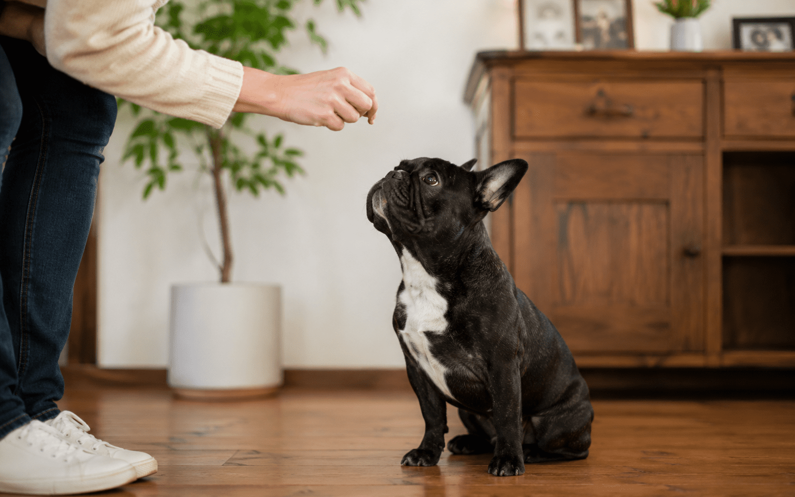 A French Bulldog sitting attentively in a bright indoor space, looking up at its owner mid-training session, treat visible in owner's hand