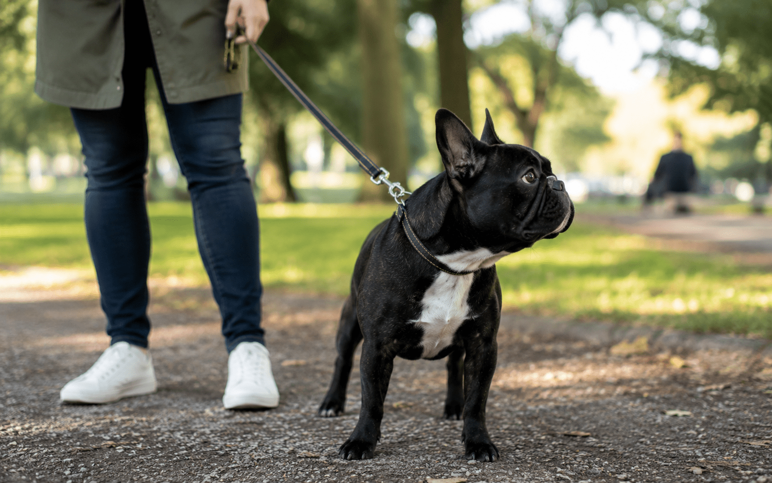 How to Train a French Bulldog: A Complete Guide for Frenchie Owners 1 A French Bulldog outdoors at a park, distracted and looking away from its owner toward something off-frame, illustrating the "selective attention" concept
