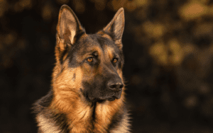 Close-up of a German Shepherd dog with an alert expression outdoors against a blurred dark background.