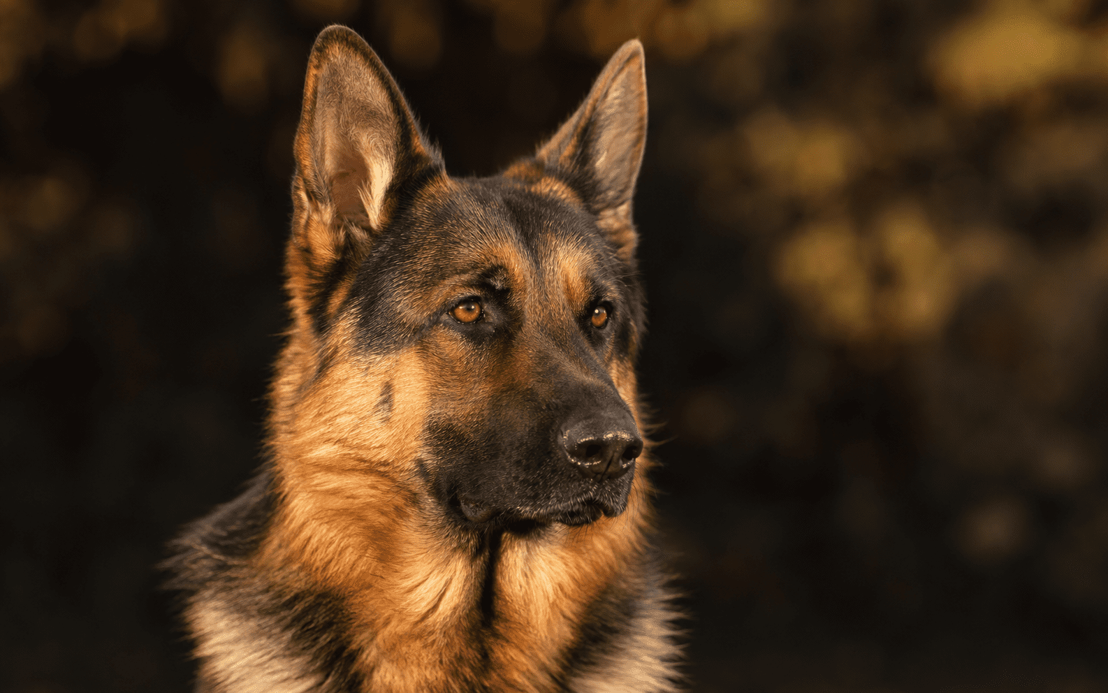 Close-up of a German Shepherd dog with an alert expression outdoors against a blurred dark background.