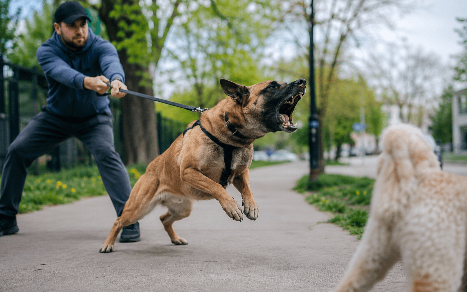 A man holds back a large barking dog on a leash as it lunges at a small white dog on the sidewalk.