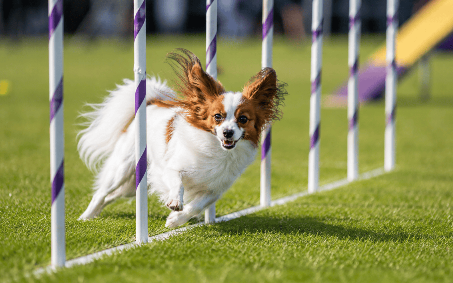 Are Papillon Dogs Easy to Train? What Every Owner Should Know Before Starting 3 Energetic small dog with long ears runs through weave poles on a grassy agility course, looking happy.