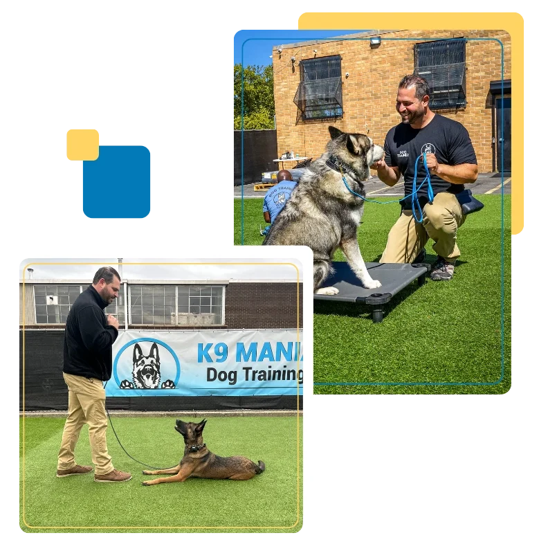 Board and Train Long Island 1 A man at K9 Mania Dog Training conducts outdoor board and train Long island with two dogs—one sits on a platform, another lies on the grass.
