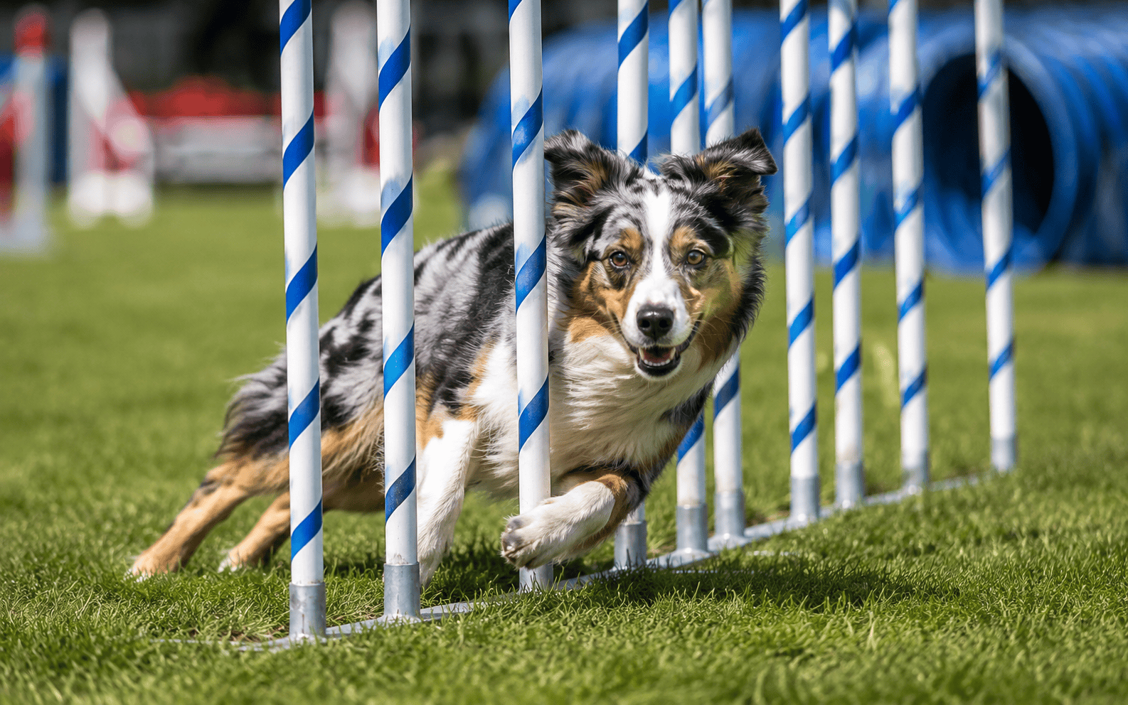 Benefits of Dog Agility Training: What It Does for Your Dog (and You) 1 weight management for dogs