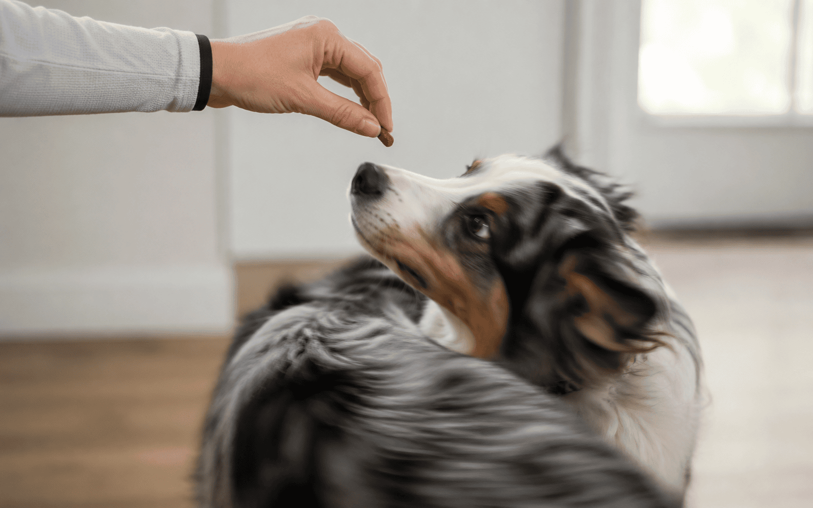 Indoors, a person holds a treat above a black and white dog, who looks up eagerly at the reward.
