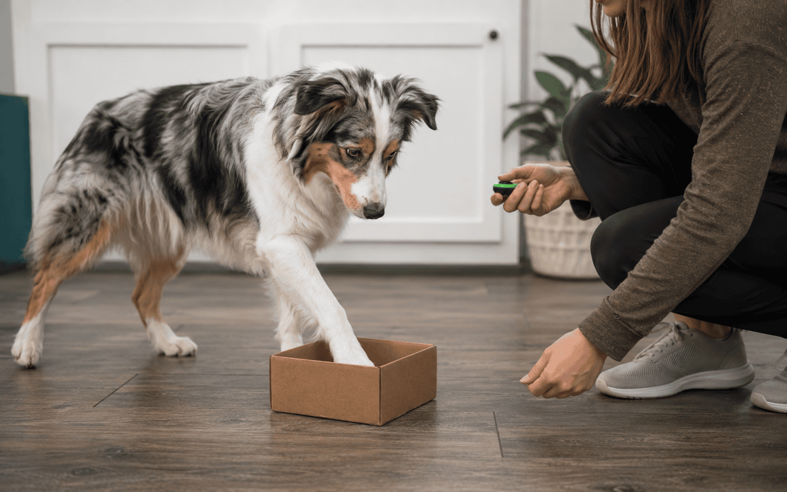 A dog places its paw in a cardboard box as a person with a clicker trains indoors on a wooden floor.