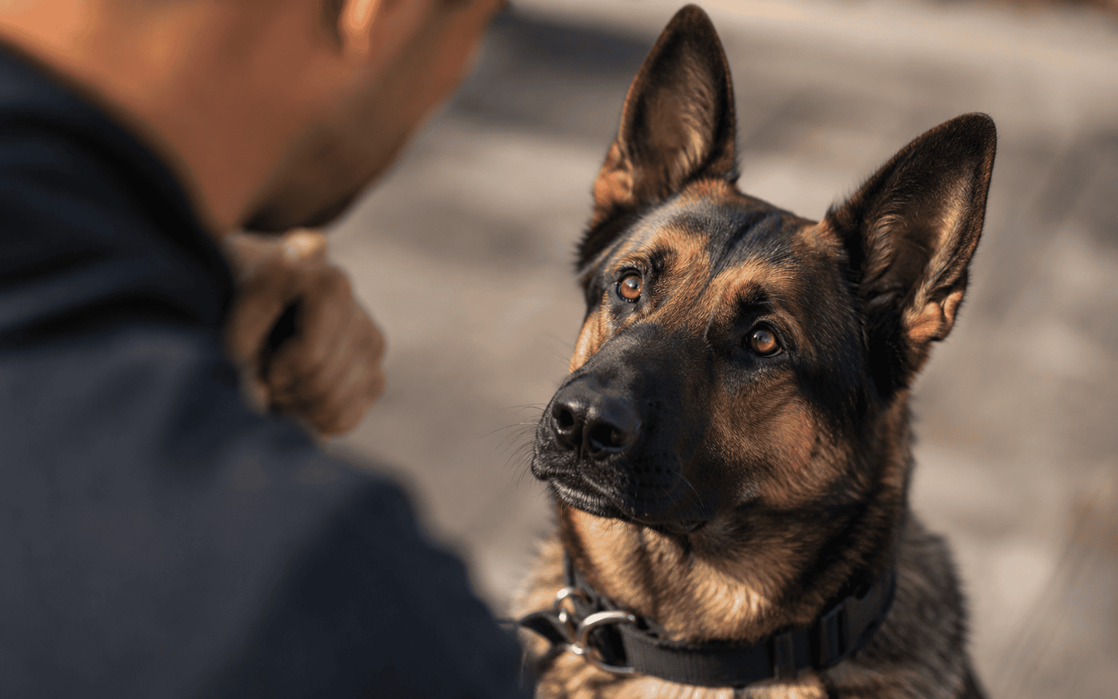 Obedience Training for Aggressive Dogs: Methods, Programs, and What Actually Works 1 A German Shepherd with a black collar gazes up at a person outdoors, attentive and engaged.