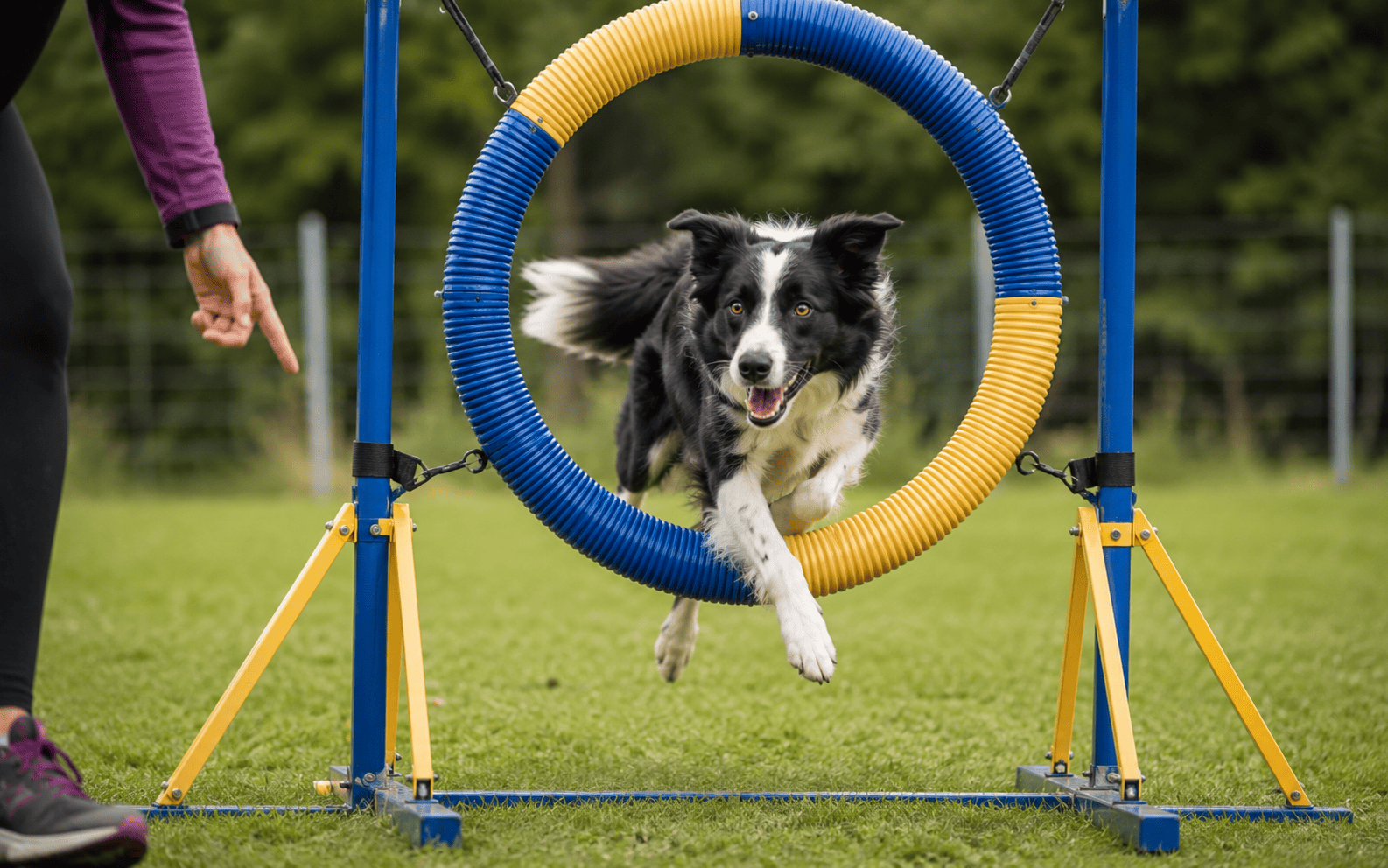 A black and white dog jumps through a yellow and blue hoop during an outdoor dog agility course event.