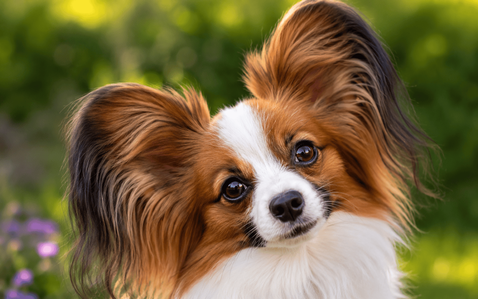 Are Papillon Dogs Easy to Train? What Every Owner Should Know Before Starting 1 A Papillon dog with large, fluffy ears tilts its head and looks curiously at the camera outdoors.