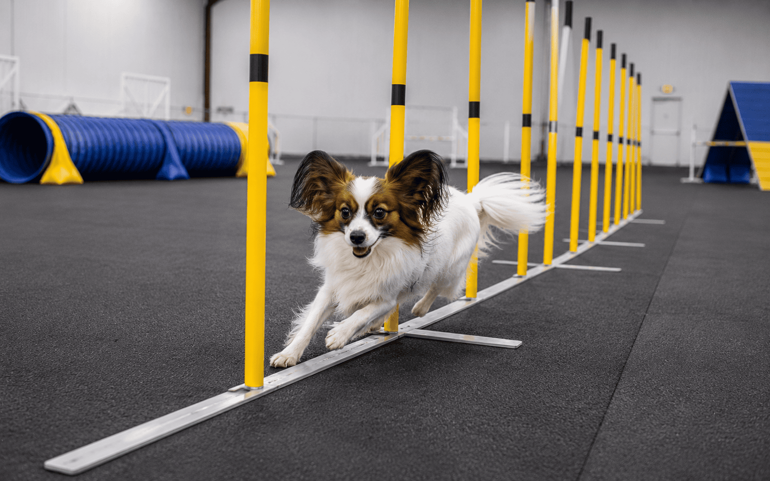 Papillon agility competition