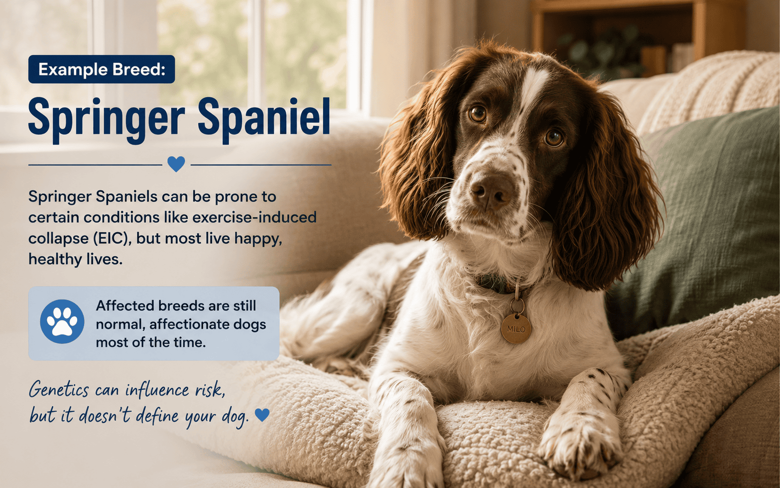 Idiopathic Aggression in Dogs: What It Looks Like and What You Can Actually Do 2 Springer Spaniel relaxed at home