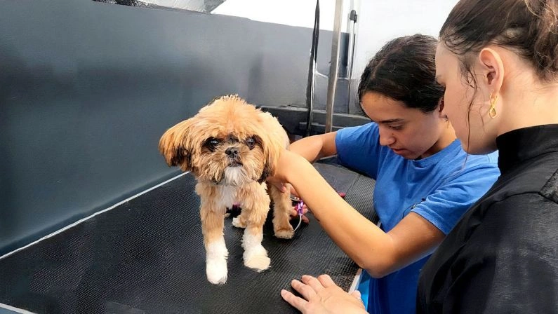 Two people groom a small brown and white dog in a Long Island pet salon at a dog boarding camp.