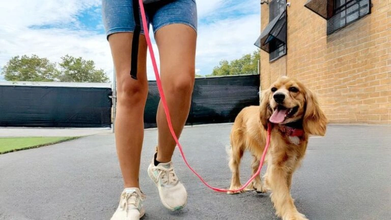 A person walks a happy brown dog with a pink leash outside a Dog boarding camp on Long Island.
