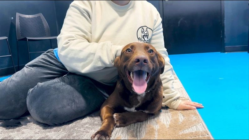 A smiling brown dog with its tongue out relaxes beside its owner at a Long Island dog boarding camp.