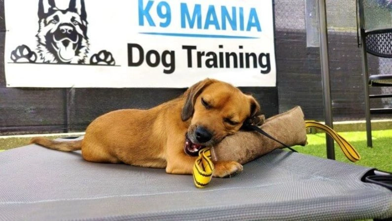 A brown dog chews a toy at a dog boarding camp near the K9 Mania Dog Training sign outdoors.