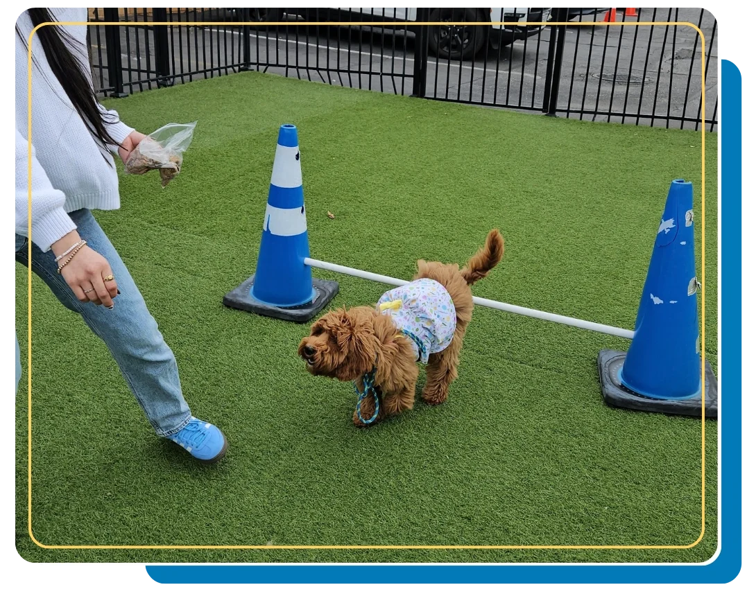 Small brown dog in a patterned shirt walks on artificial grass near blue cones and a person with treats.