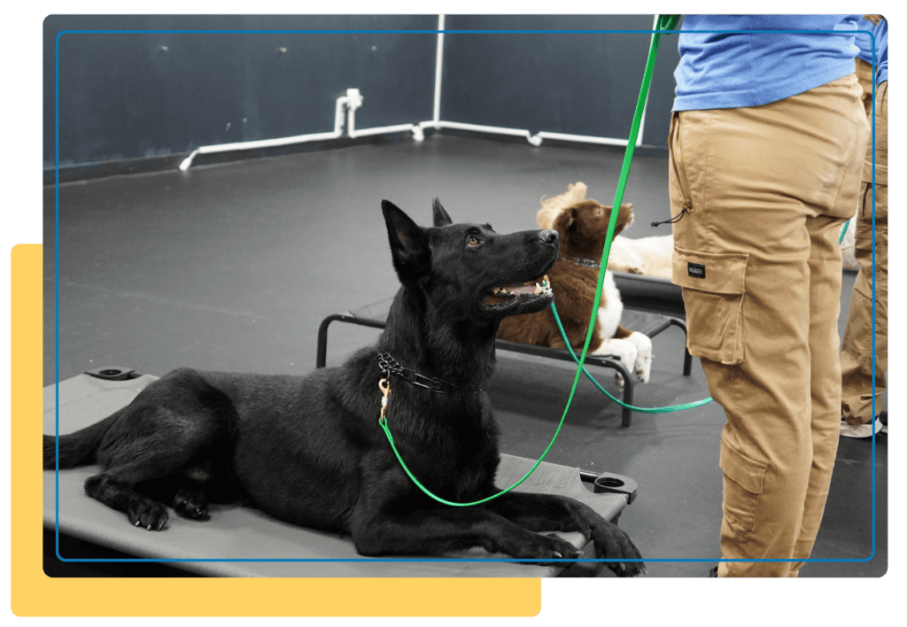 Aggressive Dog Board and Train 1 A black dog sits on a cot, looking up at a person in tan pants holding its leash; other dogs behind.