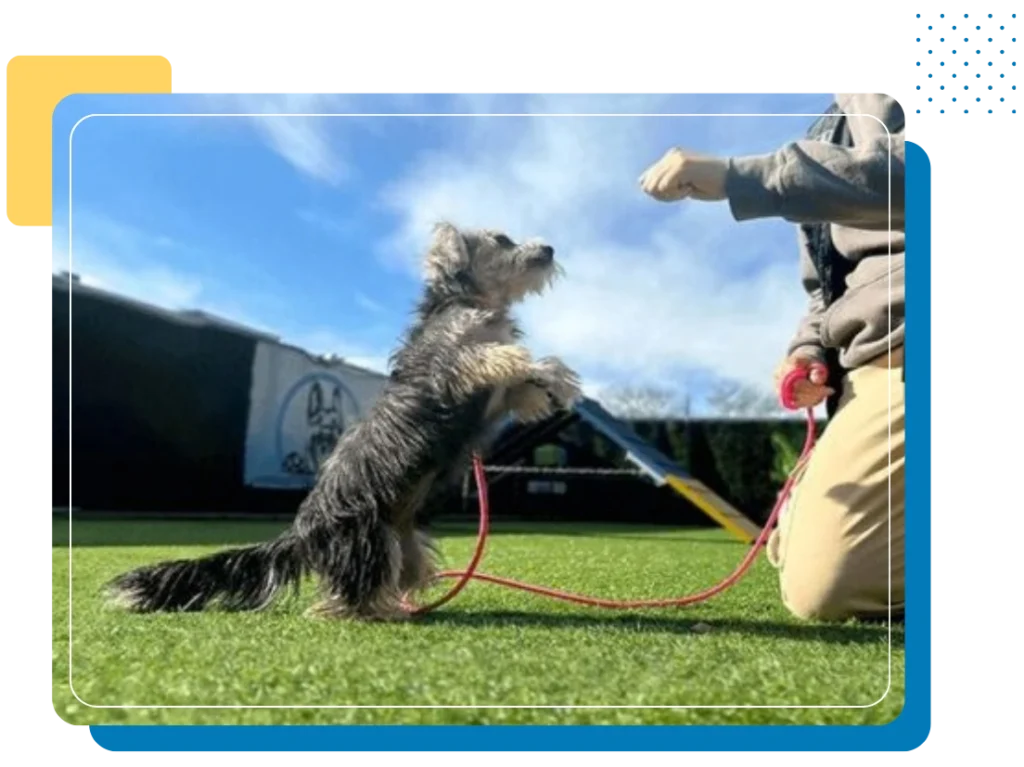 A small dog on hind legs with a red leash greets a kneeling person on the grass under a blue sky.