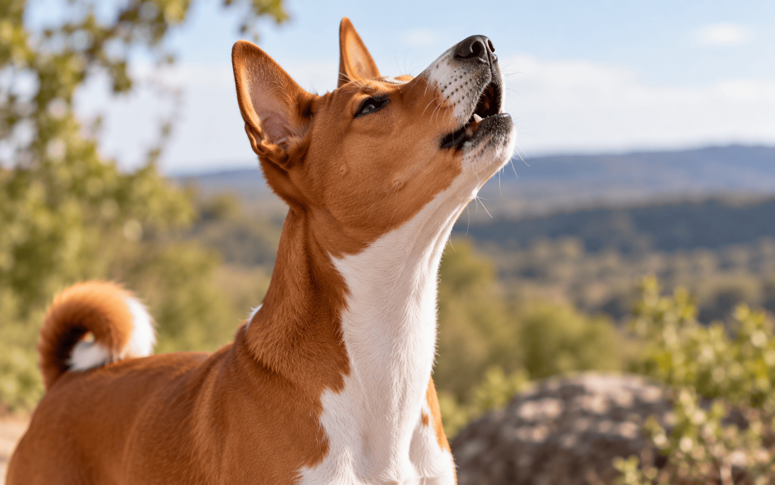 A brown and white dog with pointy ears barks outdoors, surrounded by trees and hills in the background.