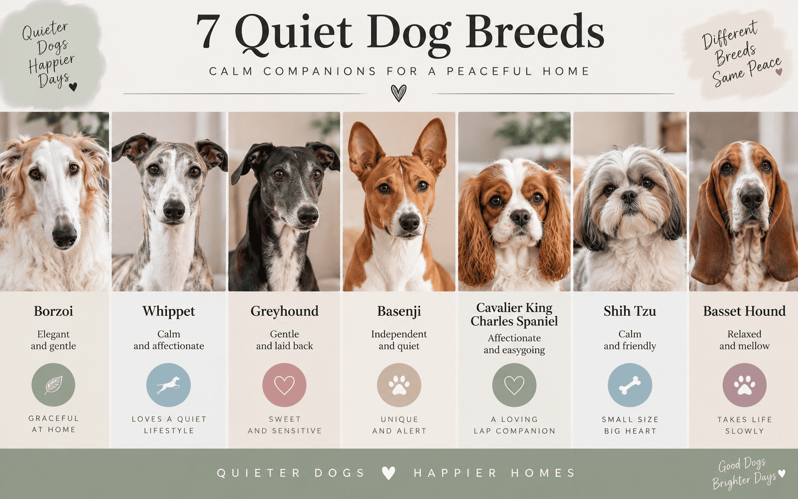 Infographic featuring images of the seven quiet dog breeds, each labeled as a calm companion breed.