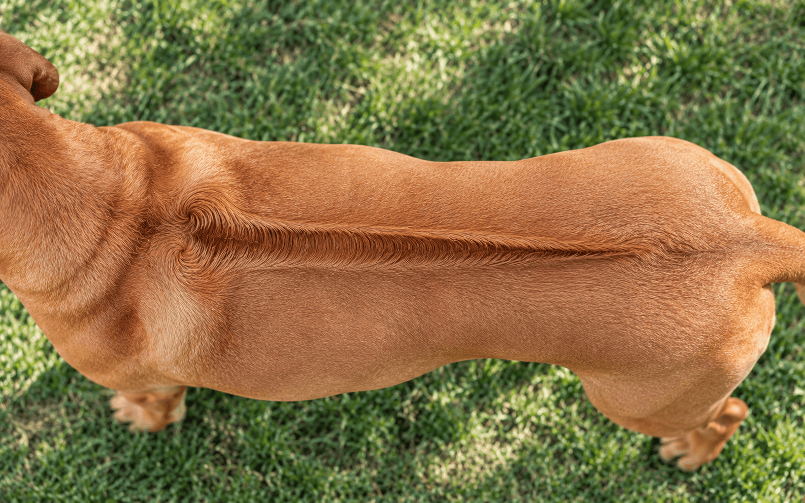 Brown dog with a distinctive ridge of fur along its back stands on green grass, viewed from above.