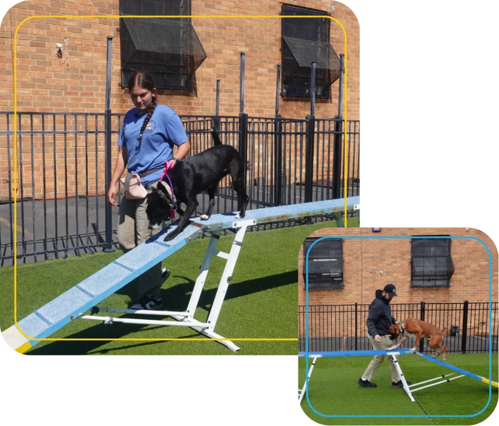 Our Certification 11 A dog trainer guides a dog across an agility ramp in an outdoor practice area.