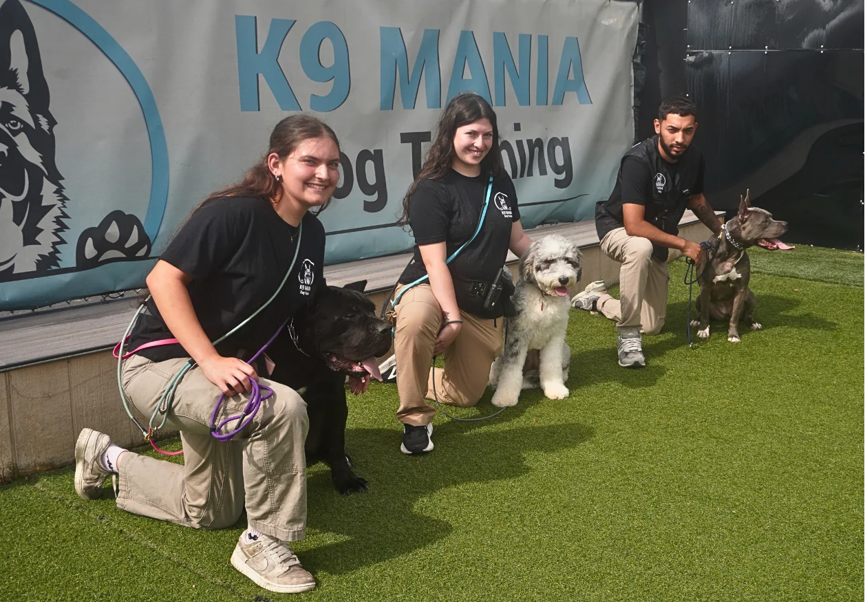 Our Certification 8 K9 Mania Dog Training team member playing with a dog at the training facility in Deer Park Long Island
