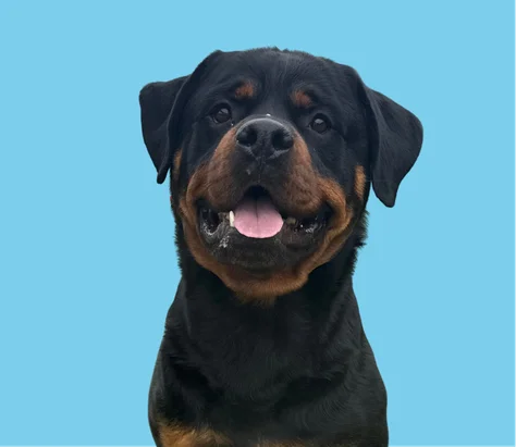 Our Certification 9 balck dog