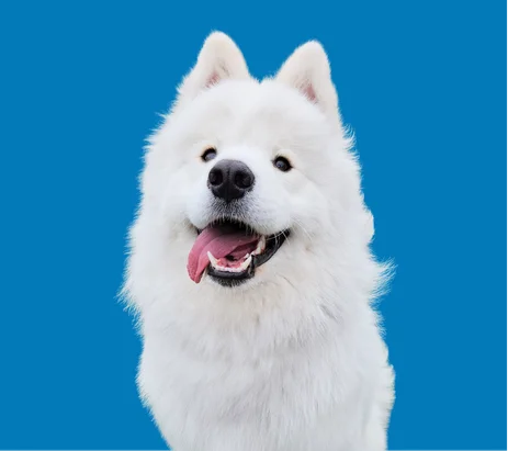 Our Certification 4 dog with light blue background