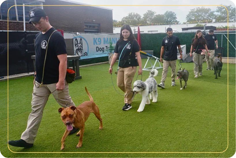 Trainers walk several leashed dogs across outdoor turf for professional in-home dog training.