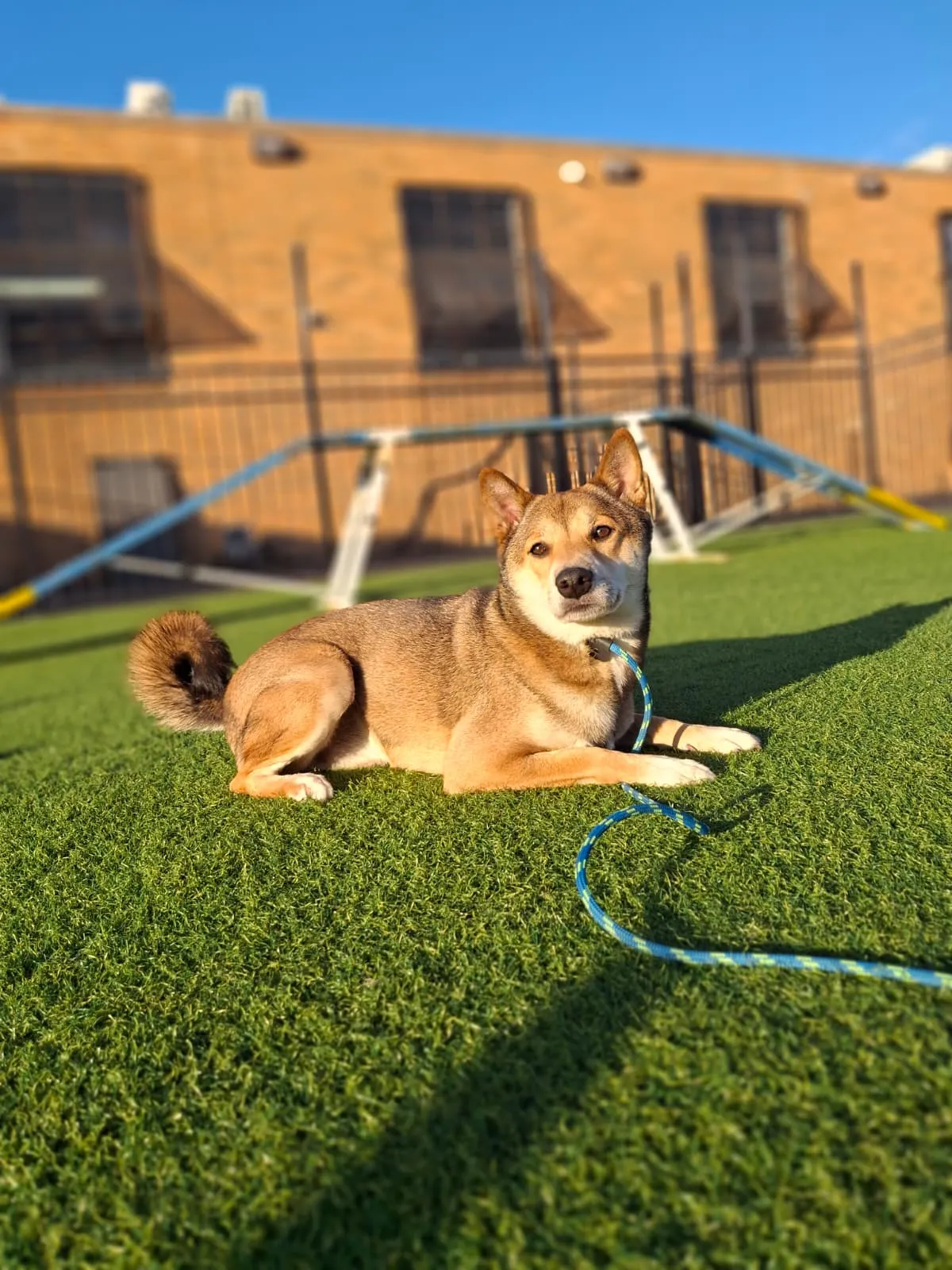 Our Certification 6 Dog laying on a grass
