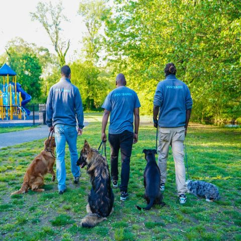 k9 Mania Dog Training